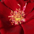 Czerwony  - Róża wielkokwiatowa - Hybrid Tea - Fontaine®